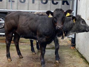 Runner Heifers - Image 3