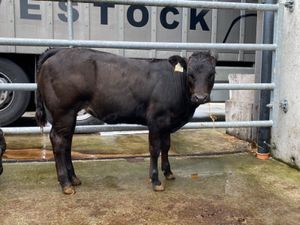 Runner Heifers - Image 4