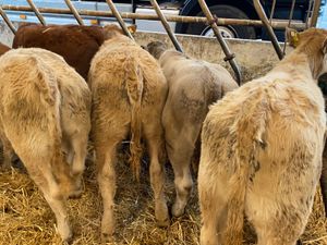 10 Runner Heifers - Image 2