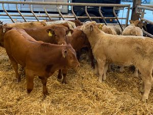 10 Runner Heifers - Image 3
