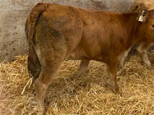 10 Runner Heifers - Image 4