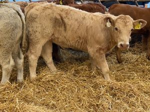 Runner Heifers - Image 3