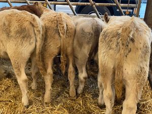 Runner Heifers - Image 2
