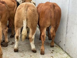 Good Bullocks - Image 2