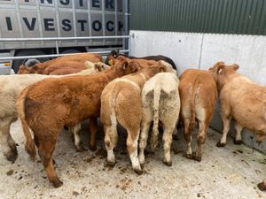 Good Bullocks - Image 4