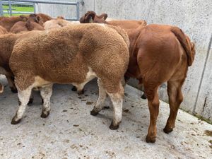 Very Nice Bullocks - Image 3