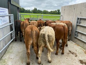 Very Nice Bullocks - Image 2