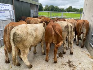 Very Nice Bullocks - Image 4