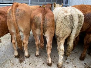 Top Quality Bullocks - Image 2