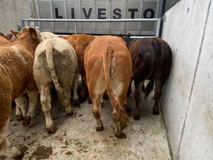 Lovely Bullocks - Image 4