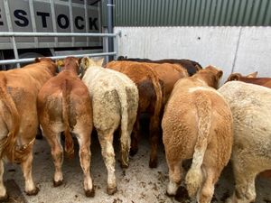 Quality Bullocks - Image 4
