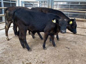 Bull Runners - Image 2