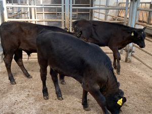 Bull Runners - Image 3