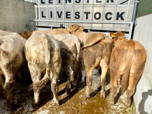 Very Nice Bullocks - Image 2