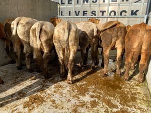 Very Nice Bullocks - Image 4