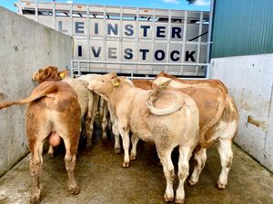 350kg Bullocks - Image 2