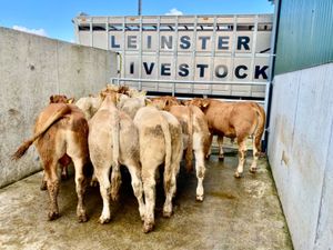 350kg Bullocks - Image 3