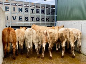 400kg Heifers - Image 3