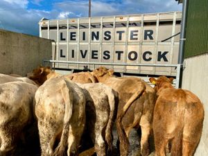 400kg Bullocks - Image 2