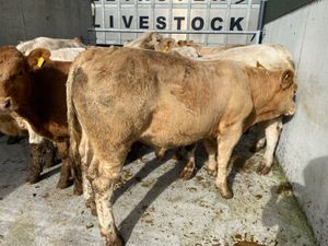 400kg Bullocks - Image 4