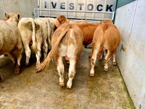 350kg Bullocks - Image 3