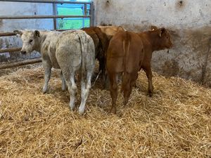 Runner Heifers - Image 3