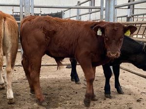 Runner Bulls - Image 4