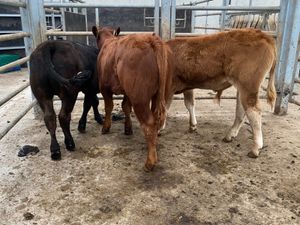Runner Bulls - Image 3