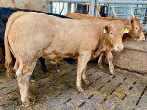 340kg Bullocks - Image 2