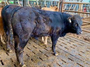 340kg Bullocks - Image 3