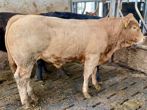 340kg Bullocks - Image 4