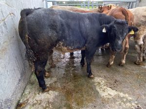 450kg Bullocks - Image 2