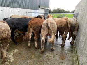 450kg Bullocks - Image 4