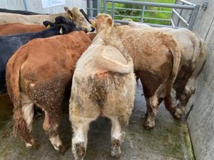 450kg Bullocks - Image 3