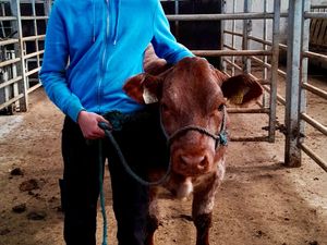 Halter Trained Roan Heifer - Image 2