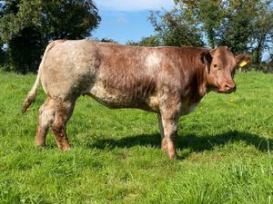 Halter Trained Roan Heifer - Image 4
