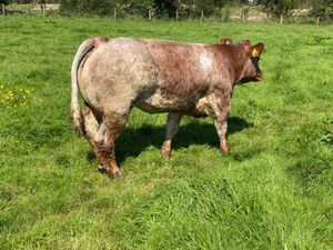 Halter Trained Roan Heifer - Image 3