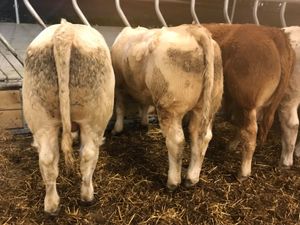 7 Smashing Store Bullocks - Image 3