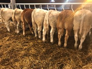 7 Smashing Store Bullocks - Image 4