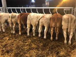 7 Smashing Store Bullocks - Image 2