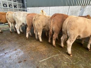 10 Store Heifers - Image 2