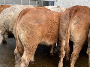 10 Store Heifers - Image 3