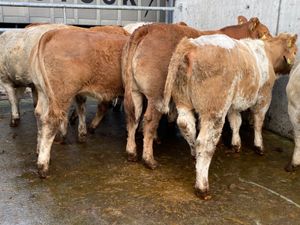 10 Store Heifers - Image 4