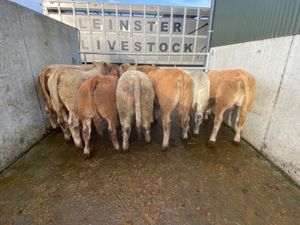 10 Super Bullocks - Image 4