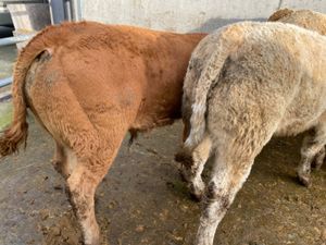 10 Super Bullocks - Image 3