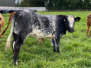 Breeding Heifer - Image 3