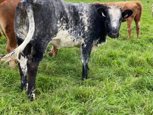 Breeding Heifer - Image 4