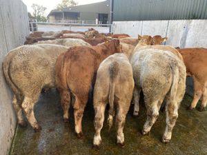 Limestone Bullocks - Image 2