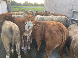 20 Limestone Bullocks - Image 4