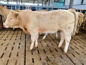 10 Savage Heifers - Image 2